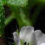 Woodland Nemophila (Nemophila parviflora): These tiny natives range in size from 1/8" & 1/4" across.